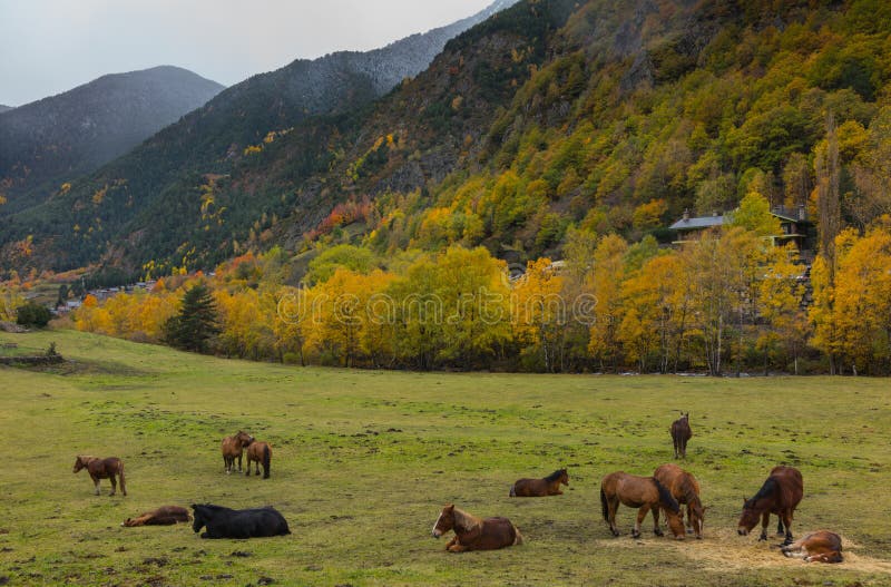 Caballos de montaña pastoreando en praderas de Andorra