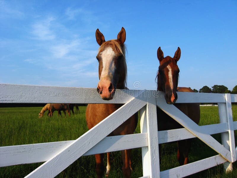 Caballos en la cerca Caballos en la cerca
