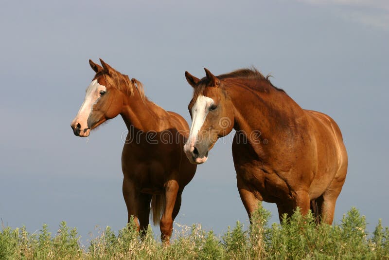 Two horses standing on top of hill, fat ranch gelding and yearling filly, late afternoon, summer. Two horses standing on top of hill, fat ranch gelding and yearling filly, late afternoon, summer.