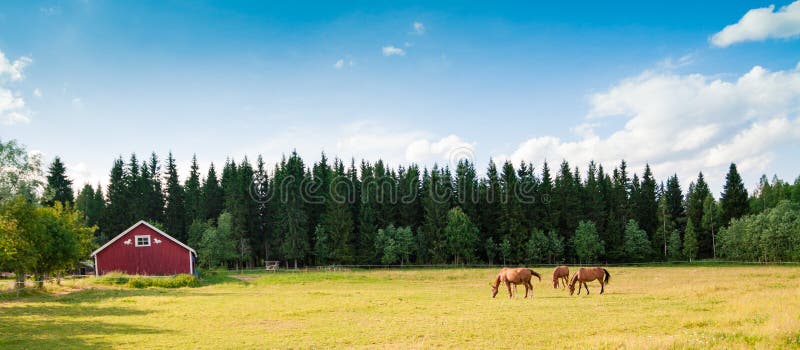 Caballos en la granja fotografía de archivo Caballos en la granja fotografía de archivo