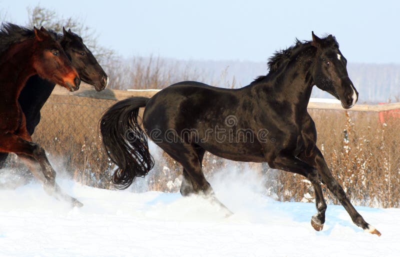 Caballos en la nieve imágenes de archivo libres de regalías Caballos en la nieve imágenes de archivo libres de regalías