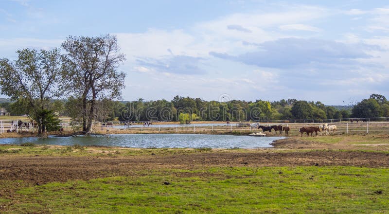 Caballos en una granja en Oklahoma - estilo rural fotografía de archivo libre de regalías Caballos en una granja en Oklahoma - estilo rural fotografía de archivo libre de regalías