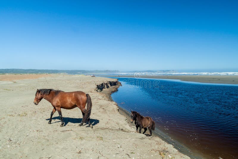 Caballos en una playa en el parque nacional de Chiloe foto de archivo libre de regalías Caballos en una playa en el parque nacional de Chiloe foto de archivo libre de regalías