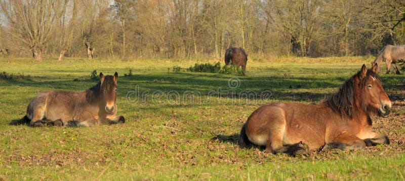 Caballos hermosos en un campo imagenes de archivo Caballos hermosos en un campo imagenes de archivo