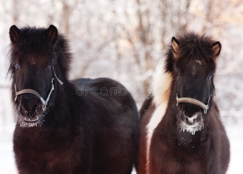Caballos islandeses en invierno fotos de archivo Caballos islandeses en invierno fotos de archivo