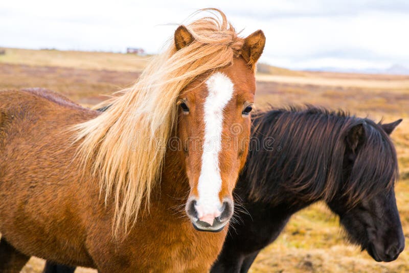Caballos islandeses Caballos islandeses hermosos en Islandia Grupo de caballos islandeses que se colocan en el campo con el fondo fotografía de archivo Caballos islandeses Caballos islandeses hermosos en Islandia Grupo de caballos islandeses que se colocan en el campo con el fondo fotografía de archivo