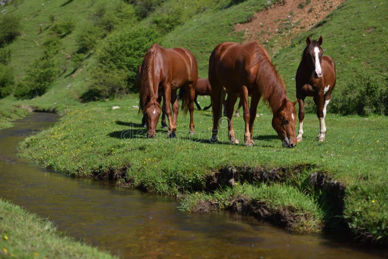 Caballos marrones salvajes hermosos que comen en campo de hierba verde cerca del mou foto de archivo libre de regalías Caballos marrones salvajes hermosos que comen en campo de hierba verde cerca del mou foto de archivo libre de regalías