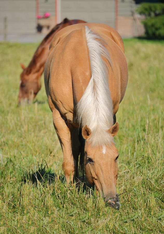 Vertical view of adult gelding horses grazing in the meadow on a sunny day. Vertical view of adult gelding horses grazing in the meadow on a sunny day.