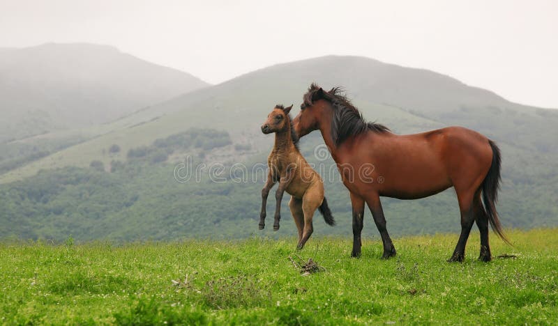 Caballos salvajes Caballos salvajes