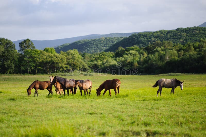 Caballos salvajes en un prado imágenes de archivo libres de regalías Caballos salvajes en un prado imágenes de archivo libres de regalías