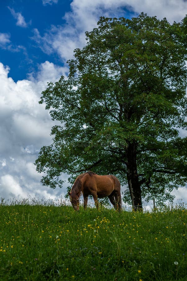 Caballos salvajes y libres que pastan en Jura Alps suizo. Caballos salvajes y libres que pastan en el √ suizo de Jura Alps