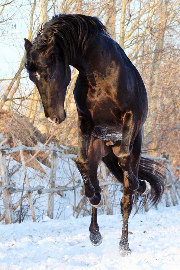 Caballos ucranianos de la raza del caballo