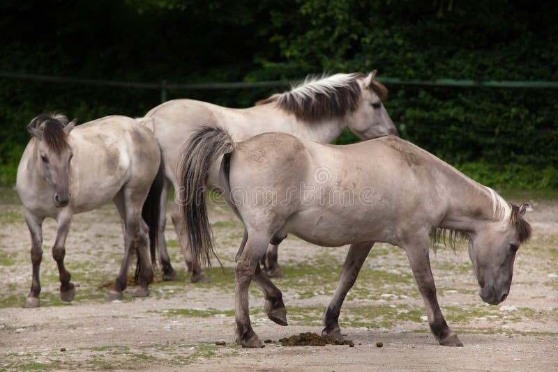 Caballus de ferus d'Equus de cheval d'estacade à claire-voie image stock Caballus de ferus d'Equus de cheval d'estacade à claire-voie image stock