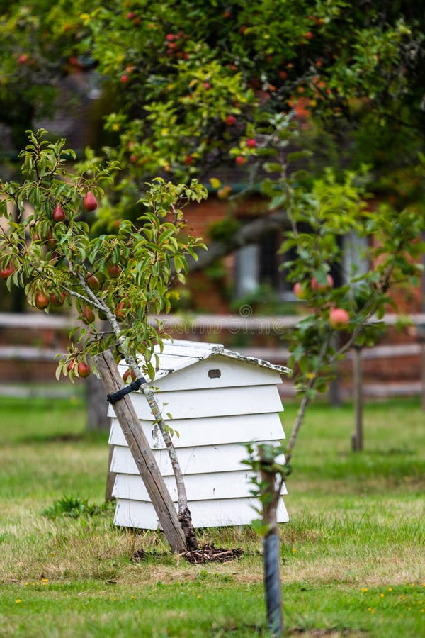 White wooden beehive hut next to a apple tree growing red apples showing organic food being grown in the UK. High quality photo. White wooden beehive hut next to a apple tree growing red apples showing organic food being grown in the UK. High quality photo