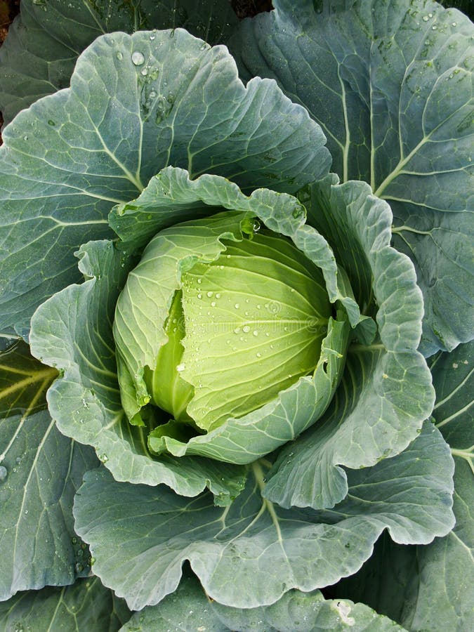 Cabbage stock photo. Image of food, farm, cabbage, fresh 36987710