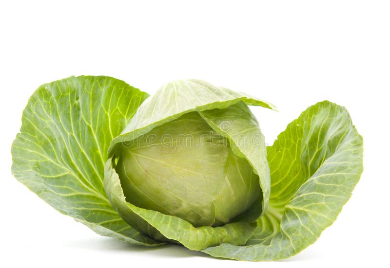 Cabbage vegetable stock photo. Image of vitamin, fresh 20071186