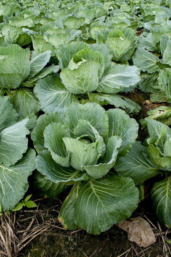 Cabbage stock image. Image of cabbage, thailand, scene 22438913
