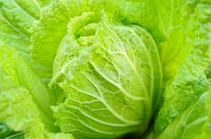 Cabbage stock image. Image of ingredient, plant, organic 28836025