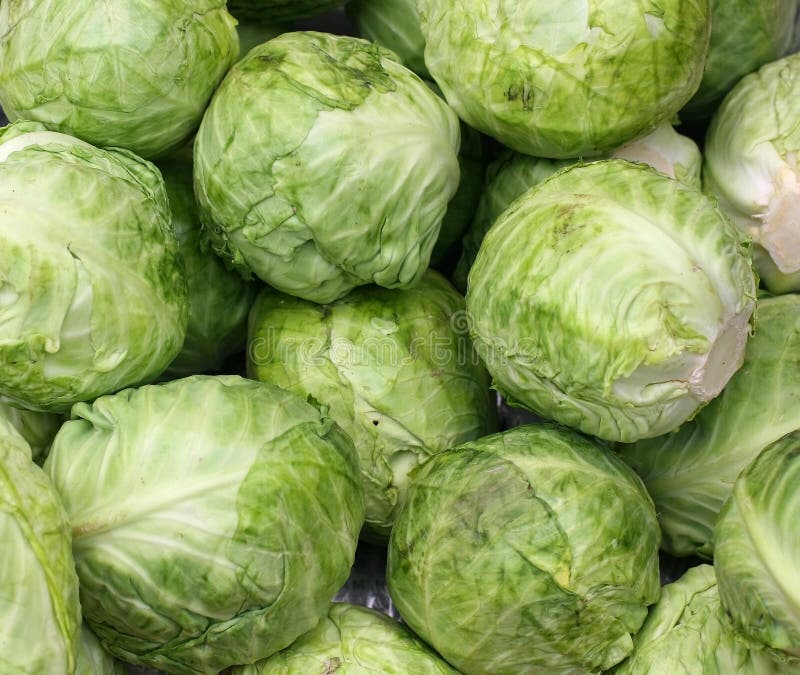 Cabbage