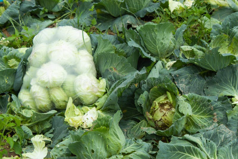 Cabbage Bag Fresh from the Farm , it is Being Transported for Sale