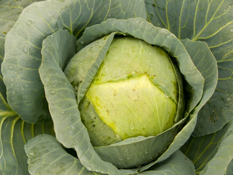 Cabbage on a bed