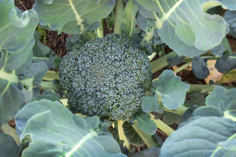 Cabbage Broccoli in the Garden Stock Image Image of nature, plant