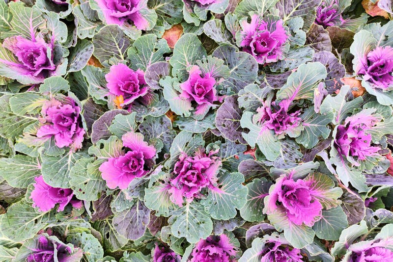 Cabbage with Buds Growing on the Ground Stock Photo Image of organic, cabbage 199817904
