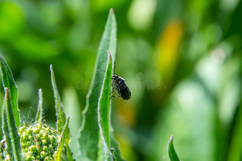 Pentatomidae. Eurydema Dominulus , Adult Final Instar Nymph. Shield Bug
