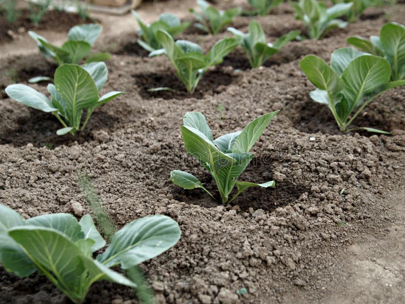 Cabbage Bushes with Green Leaves Grow in Brown Soil Stock Image Image