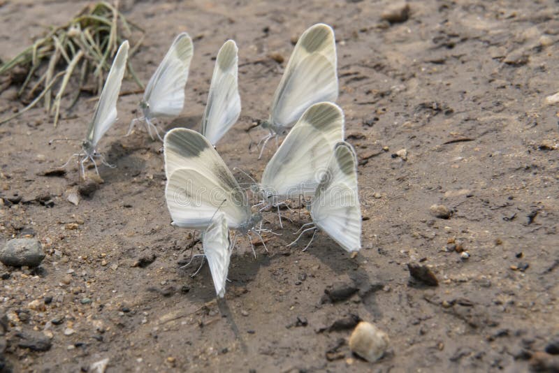 Cabbage Butterflies on the Ground Stock Image Image of cabbage, wasp