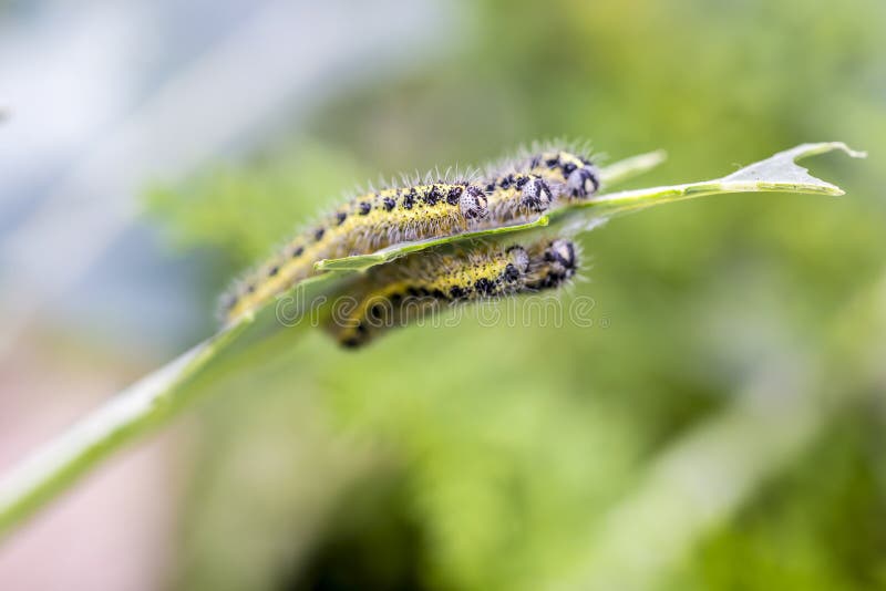 Cabbage butterfly caterpillars eating broccoli leaves