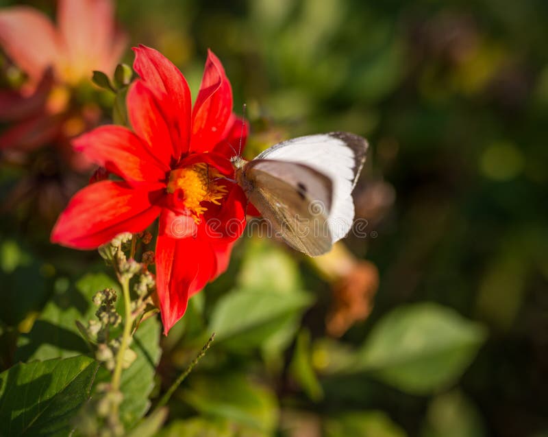Cabbage Butterfly Feeding on Flower. Stock Image Image of cosmos