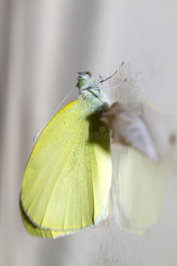 Cabbage Butterfly ( Pieris Brassicae) Came Out of Cocoon Stock Photo