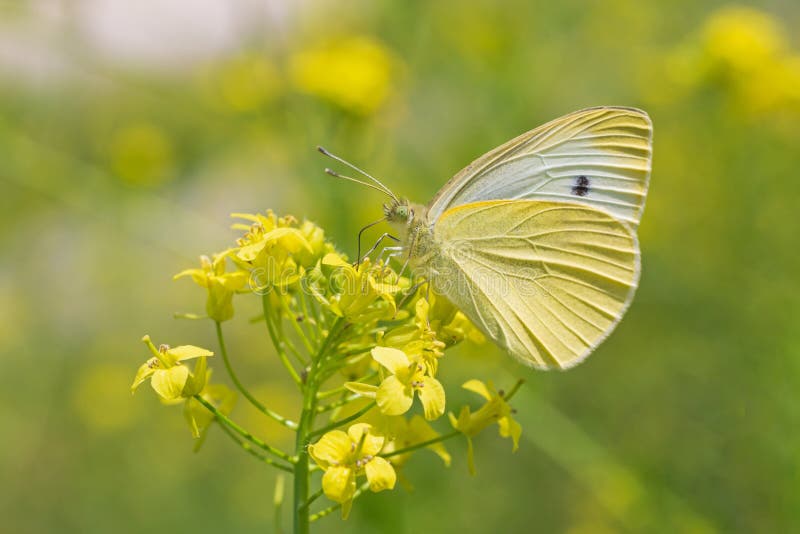 Cabbage Butterfly Sitting on Yellow Flower Stock Image Image of