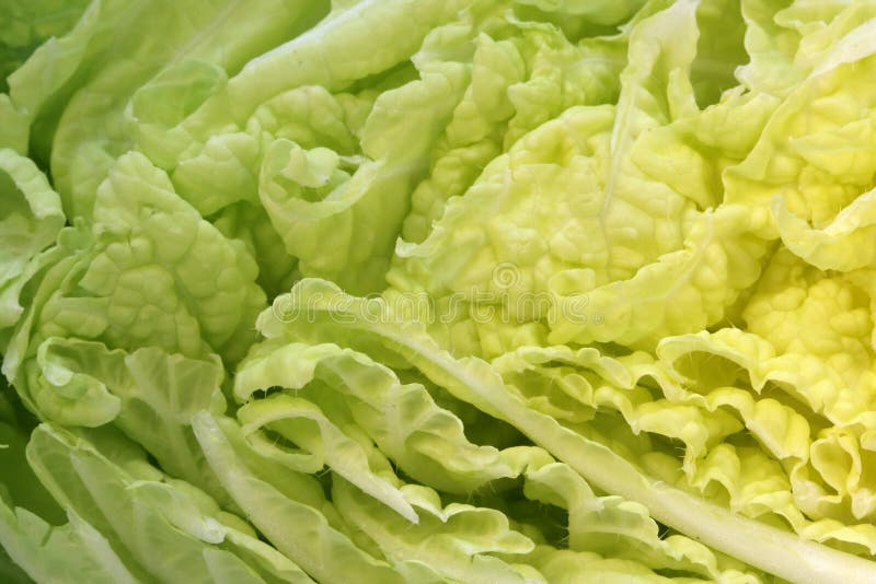 Cabbage cut