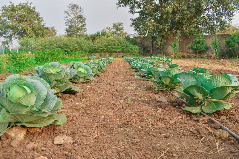 Cabbage farm field. View of green cabbages plants.Non-toxic vegetables.