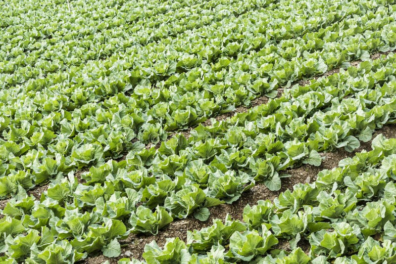 Cabbage farm stock image. Image of food, green, nature 133907687