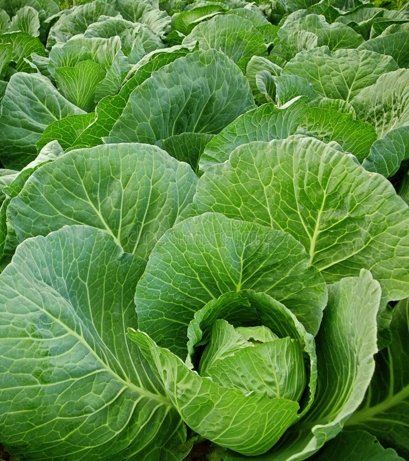 Cabbage field stock image. Image of cabbage, plant, fresh 23616239