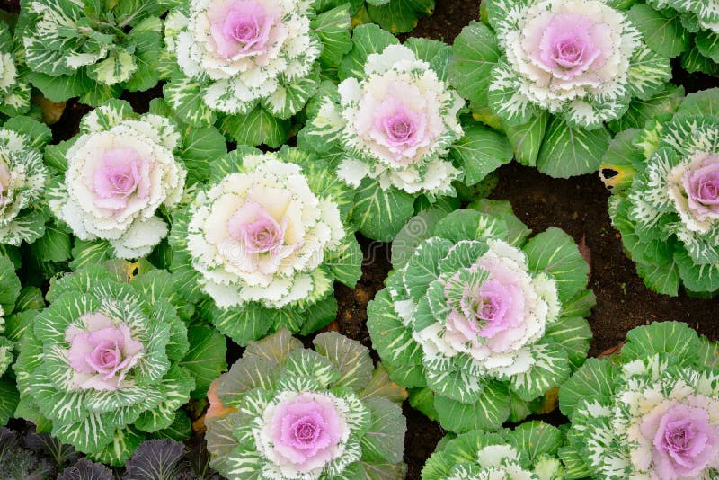 Cabbage flower stock image. Image of food, growing, flower 28523813