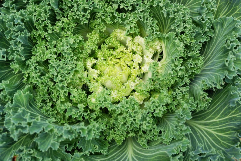 Cabbage flower stock image. Image of nature, garden, agriculture 84389889