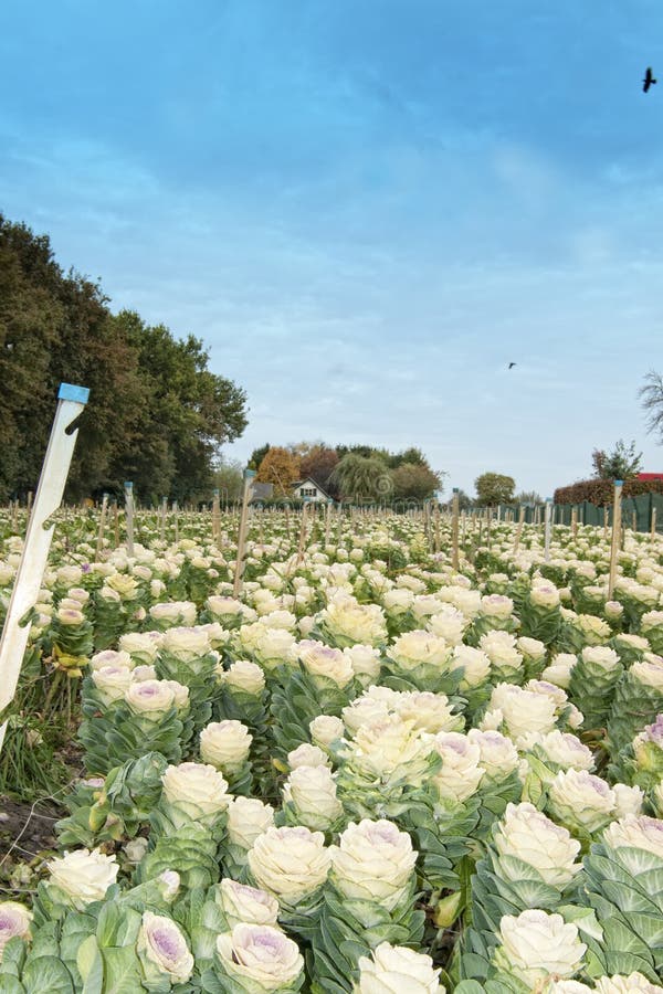 Cabbage flower field stock image. Image of romance, nice 27335959