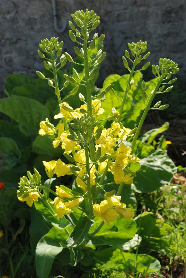 Cabbage flower stock image. Image of vegetable, blossom 64920399