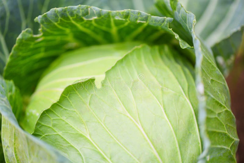 Cabbage in the Garden Fresh Green Cabbage Vegetable Farm Wait