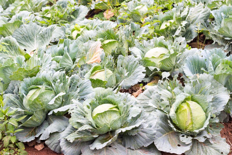 Cabbage in the garden stock photo. Image of organic, vitamin 64532392