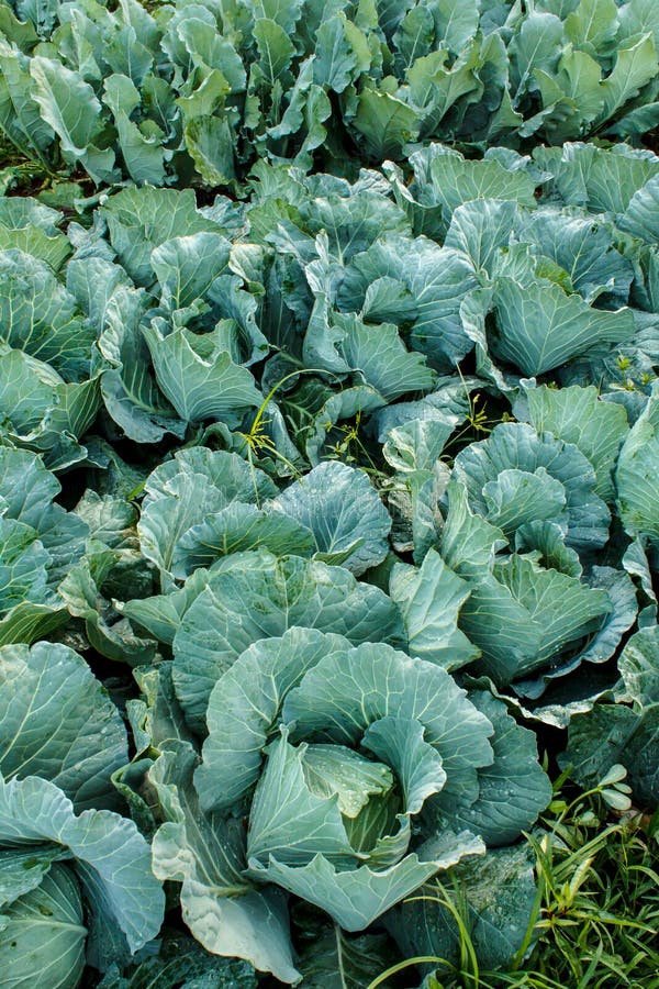 Cabbage in the garden stock photo. Image of grown, food 51054946