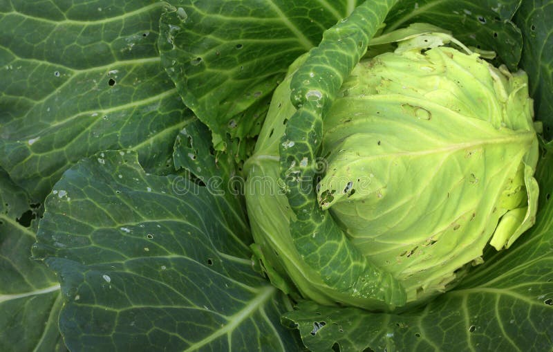 Cabbage in the Garden, Leaves with Holes, Eaten by Pests Stock Image
