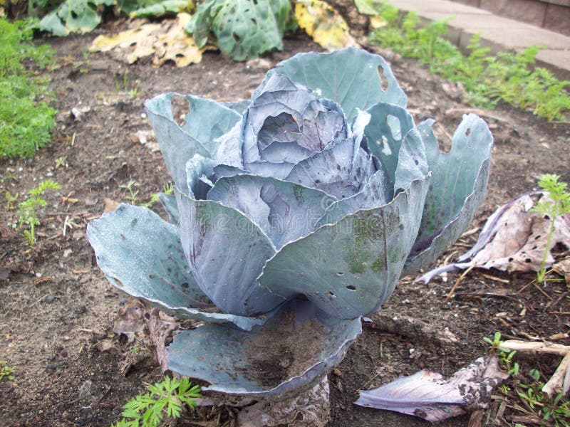 Cabbage stock photo. Image of outside, park, minnesota 59944522