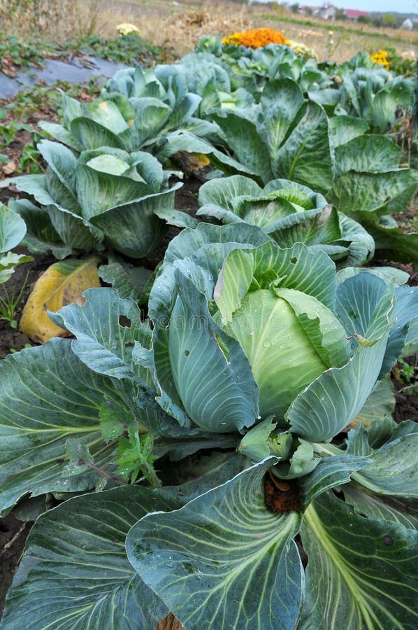 Cabbage Grows in the Garden Stock Photo Image of agricultural