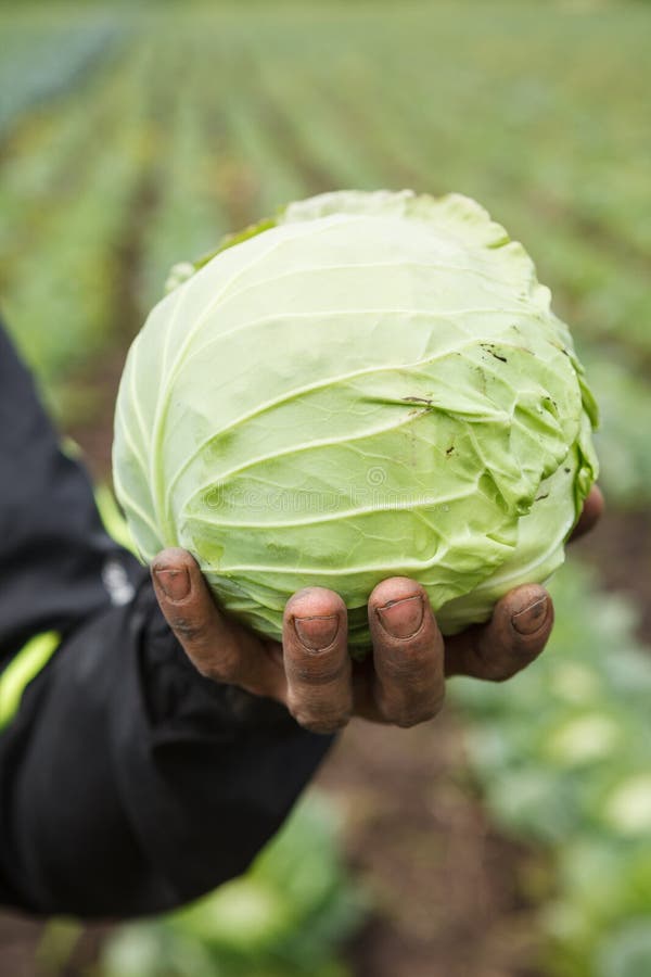 Cabbage in a hand stock image. Image of plant, cabbage 56390237