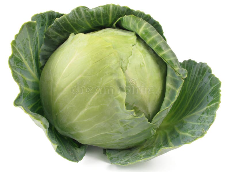 cabbage head